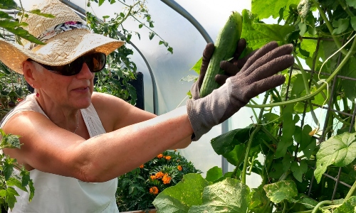 An older woman wearing sunglasses and a hat, picking cucumbers